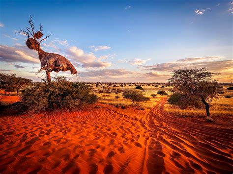 Kalahari Safari Brabet