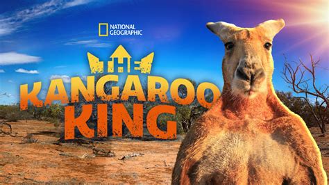 Kangaroo King Review 2024