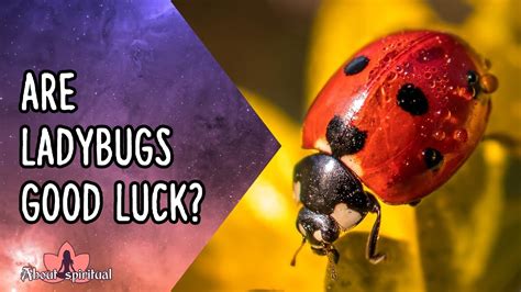Ladybug Luck Bodog