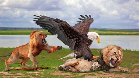 Lion King And Eagle King Bodog