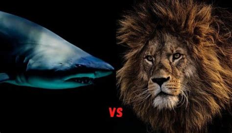 Lion Vs Shark Parimatch