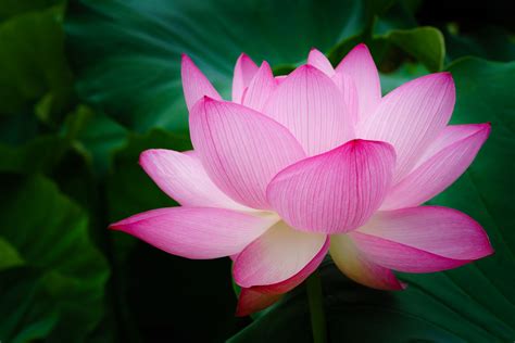 Lotus Flower Bet365
