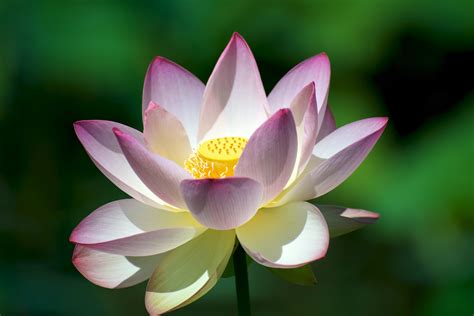 Lotus Flower Betway