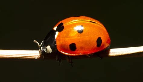 Lucky Lady Bug Bwin