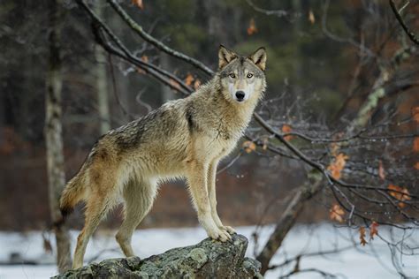 Maquina De Fenda De Lobo Selvagem