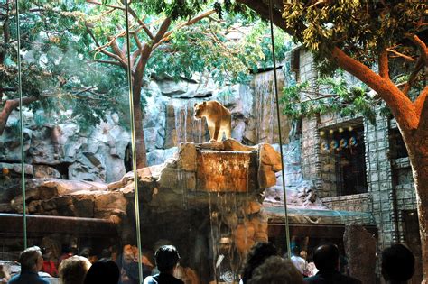 Mgm Casino Lion Habitat