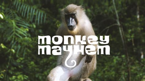 Monkey Mayhem Betsul