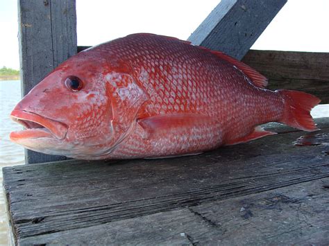 O Red Snapper De Fenda