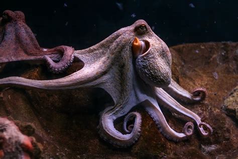 Octopus Life Bet365