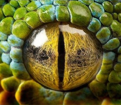 Os Olhos De Cobra Craps Significa