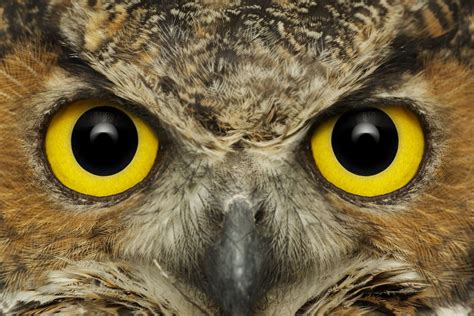 Owl Eyes Nova Sportingbet