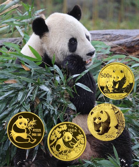 Panda S Gold Bodog