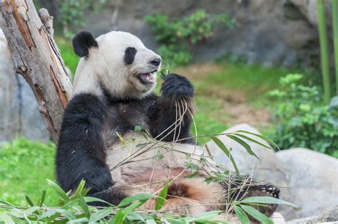 Panda Wilds Betsul