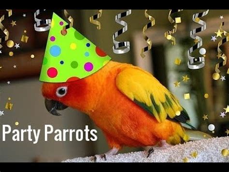 Party Parrot Novibet