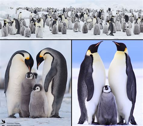 Penguin Family Bodog