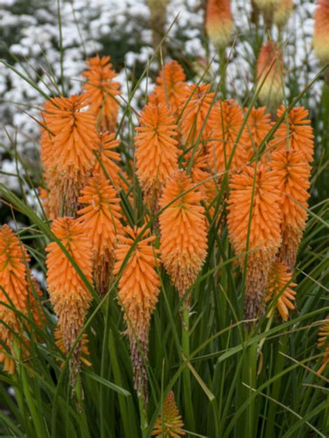 Picole De Manga Red Hot Poker