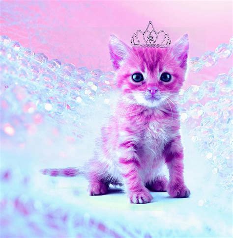 Pinky Cat Sportingbet