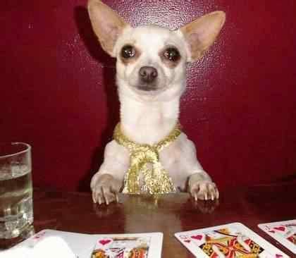 Poker Chihuahua