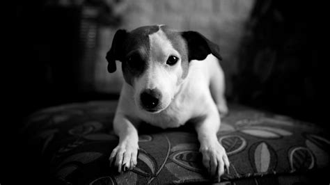 Preto E Branco Jack Russell Cachorro