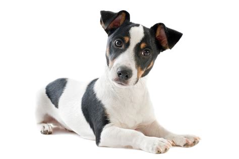 Preto E Branco Jack Russell Terrier Filhote De Cachorro