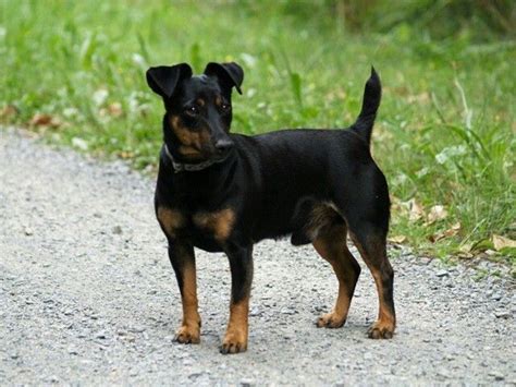 Preto E Tan Irlandes Jack Russell Terrier