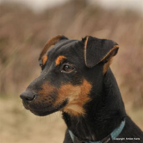 Preto E Tan Jack Russell Wiki