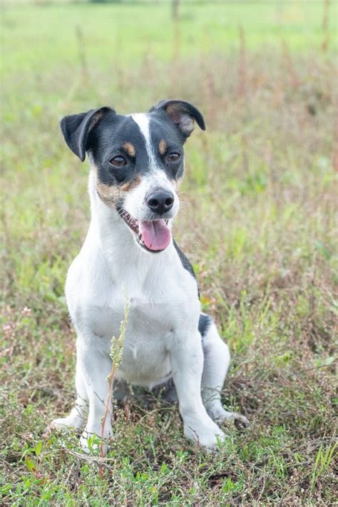 Preto E Tan Jack Russells Para Venda Irlanda