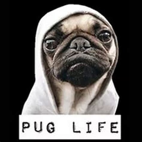 Pug Life Bwin