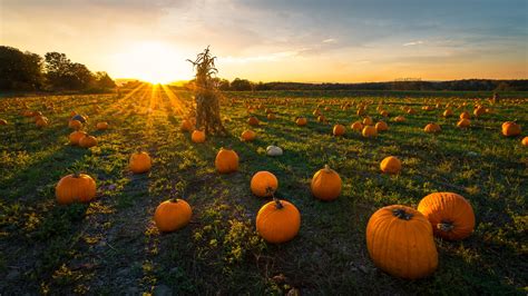 Pumpkin Patch Netbet