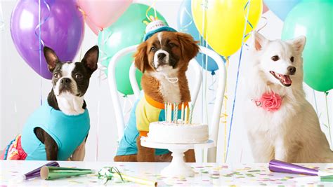 Puppy Party Sportingbet