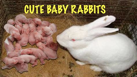 Rabbits Rabbits Rabbits Brabet