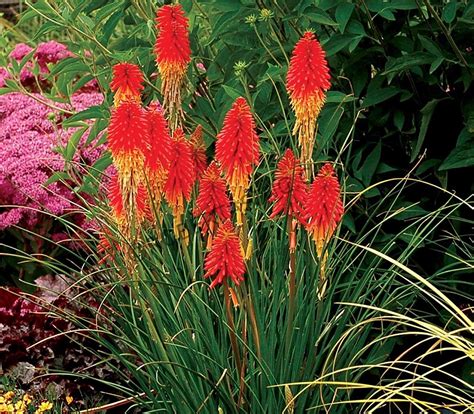 Red Hot Poker Essencia Floral