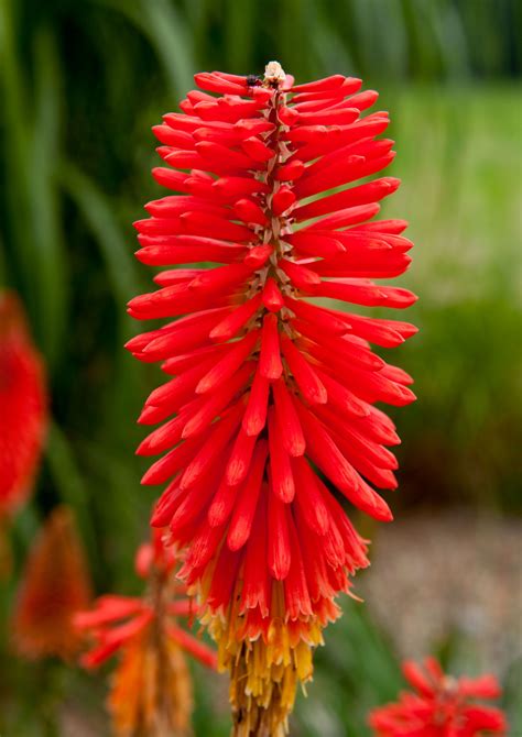 Red Hot Poker Planta Crescer A Partir De Sementes