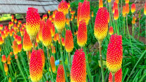 Red Hot Poker Tempo De Floracao