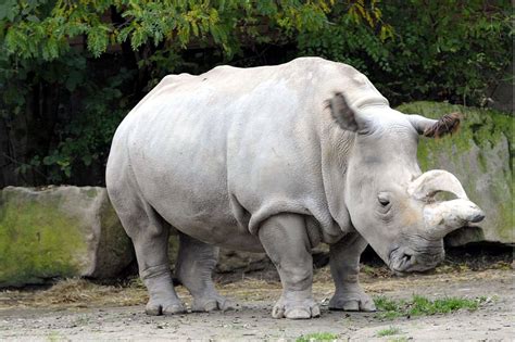 Rinoceronte Branco De Maquina De Fenda