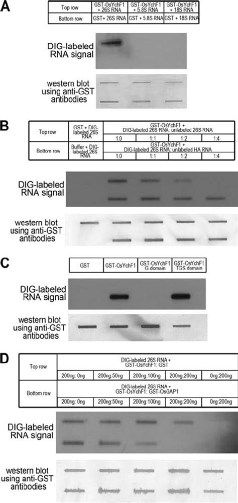 Rna Slot Blot Protocolo