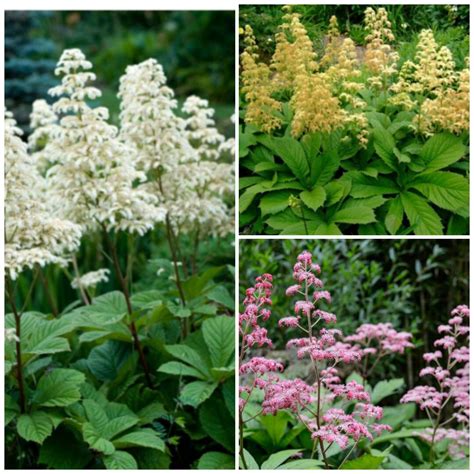 Rodgersia Escuro Poquer