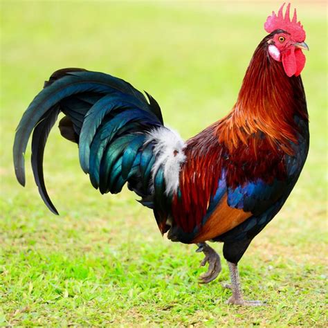 Rooster Betano