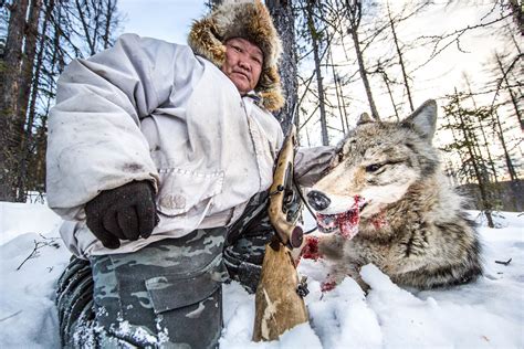 Russian Wolf Netbet
