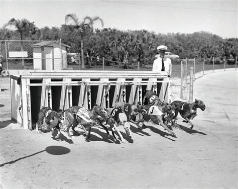 Sarasota Kennel Club Maquinas De Fenda