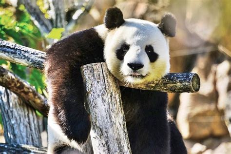Selvagem Panda Maquina De Fenda Online Gratis