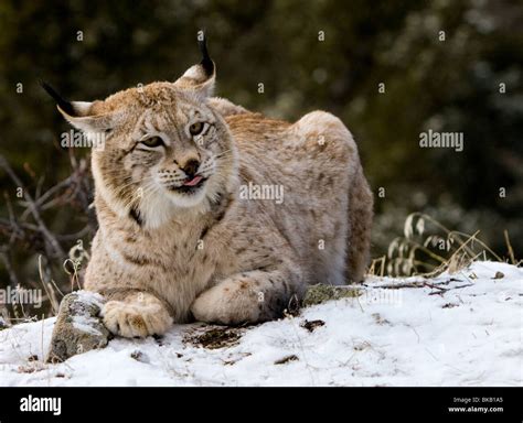 Siberian Lynx Betsul