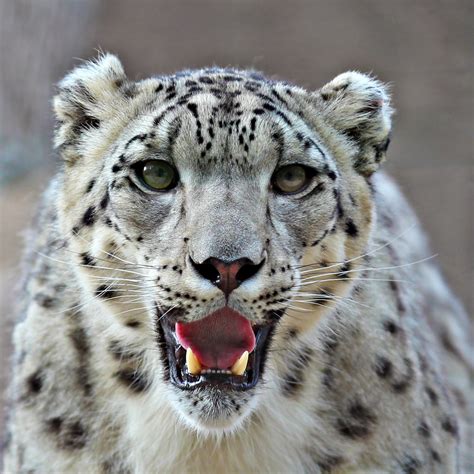 Snow Leopards Betfair