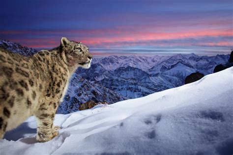 Snow Leopards Review 2024