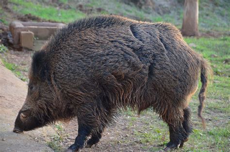 Tette Cinghiale Maschio Casino