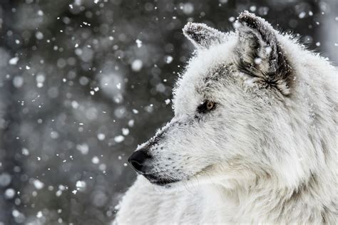 The White Wolf Bodog