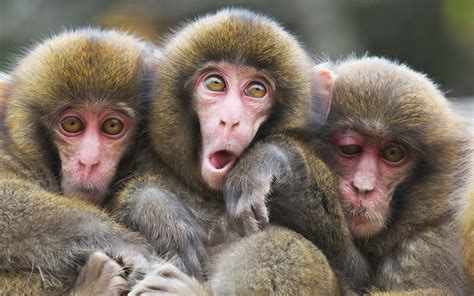Three Monkeys Betsul