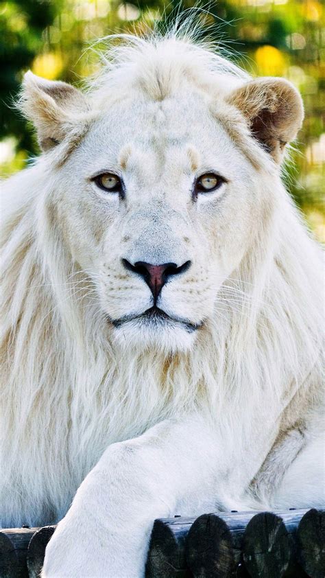 White Lion Betway