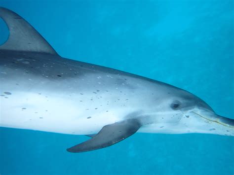 Wild Dolphin Betfair