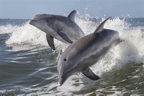 Wild Dolphins Betano